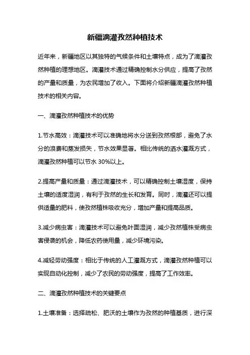 新疆滴灌孜然种植技术