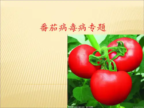 番茄病毒病-szc
