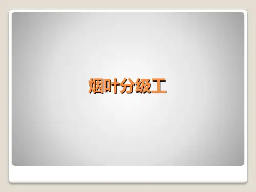 烟叶分级工