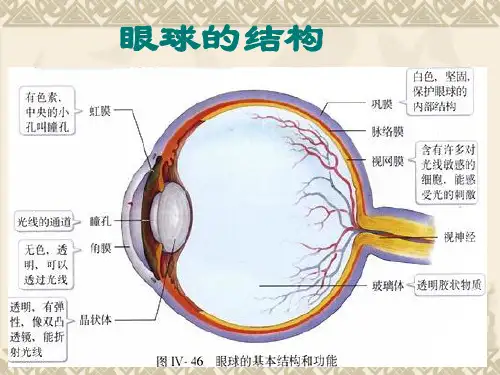 人体生命活动的调节(初三复习)