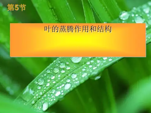 浙教版科学植物的叶与蒸腾作用PPT(精选)课件-6