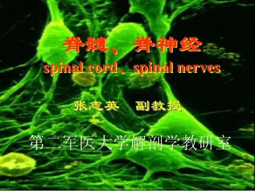 解剖第六课药专脊髓、脊神经
