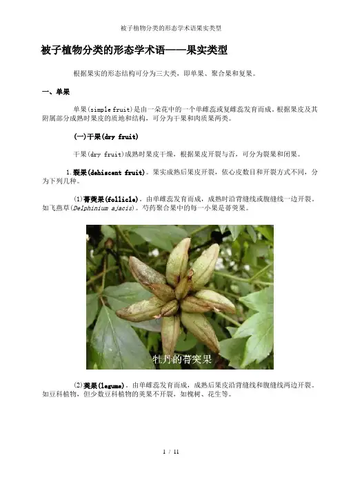 被子植物分类的形态学术语果实类型