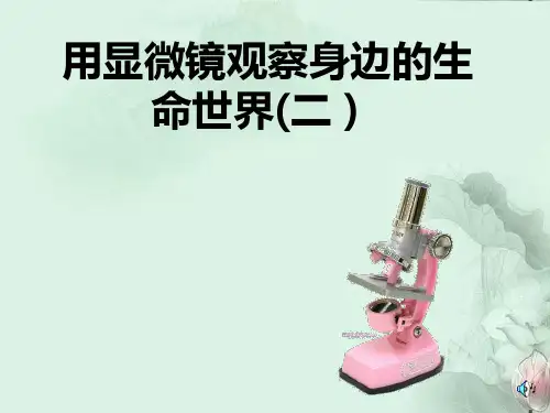 教科版小学科学六年级下册《1.6、用显微镜观察身边的生命世界(二)》PPT课件(1)
