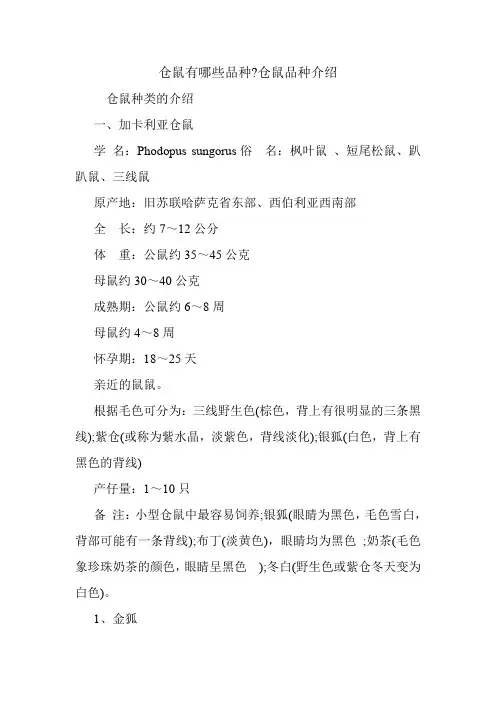 仓鼠有哪些品种-仓鼠品种介绍