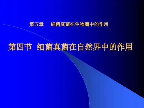 人教版初中生物课标版八年级上册第五单元第四章第四节 细菌和真菌在自然界中的作用(共13张PPT)
