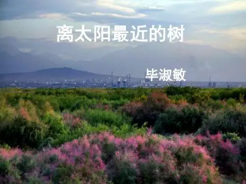 离太阳最近的树ppt