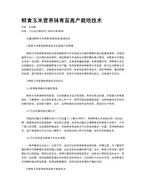 鲜食玉米营养钵育苗高产栽培技术