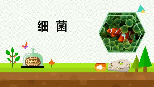 小学科学《细菌》优质课件