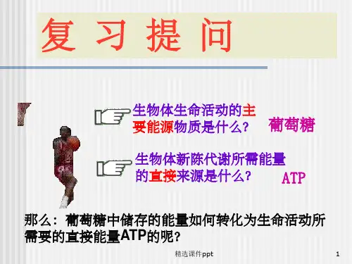 《细胞呼吸作用》PPT课件