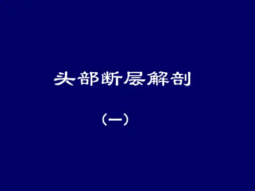 头部断层解剖学-人体断层解剖学-课件-02
