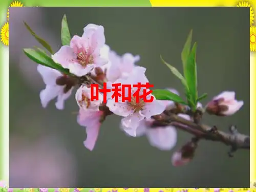 (苏教版)小学科学三下《叶和花》PPT课件(同课异构)(4)