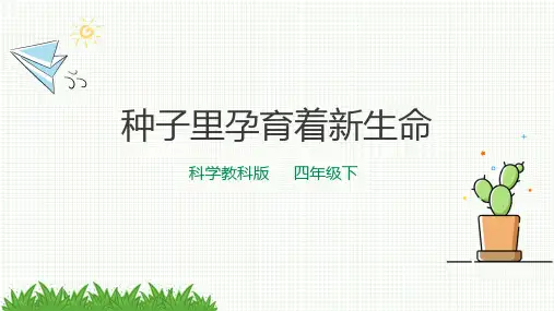 教科版小学四年级科学下册《种子里孕育着新生命》经典课件
