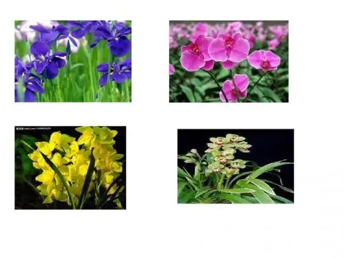 植物组织培养中图版a