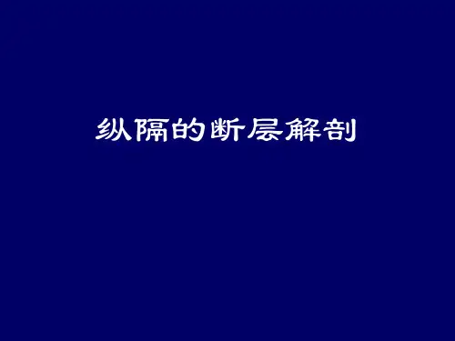 胸部(纵隔)的断层解剖-人体断层解剖学-课件-10
