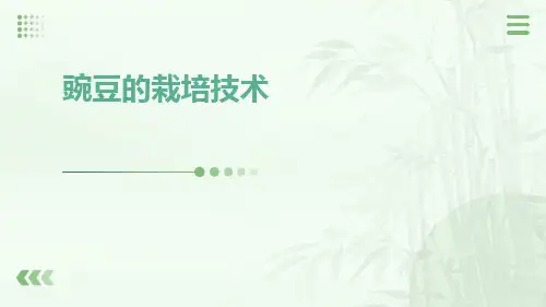豌豆的栽培技术