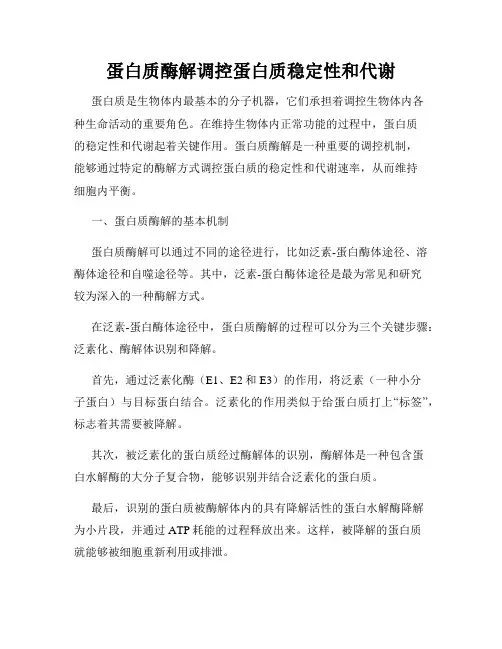 蛋白质酶解调控蛋白质稳定性和代谢