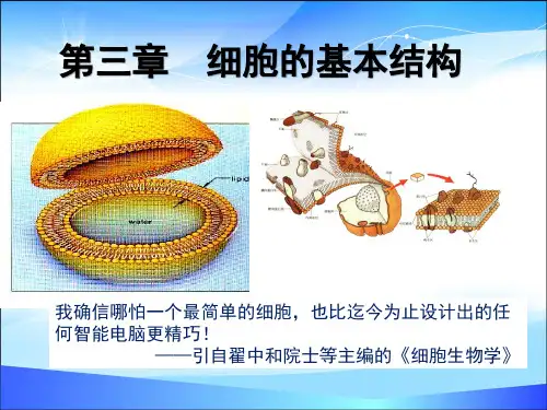 3.1细胞膜—系统的边界(30张PPT)