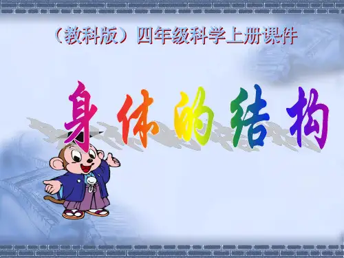 教科版科学四年级上册《身体的结构》教学课件课件