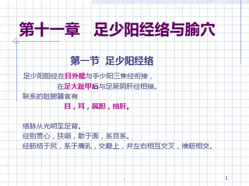 人体经络穴位图谱胆经PPT课件