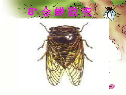 (精选)四年级语文上册 第二单元 金蝉脱壳课件3 西师大版[1]
