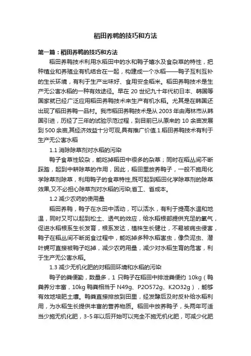 稻田养鸭的技巧和方法