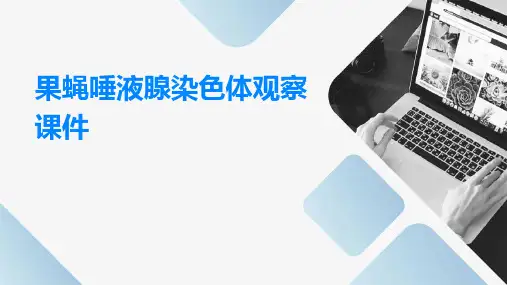 果蝇唾液腺染色体观察课件