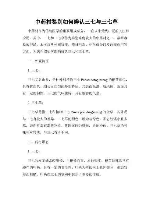 中药材鉴别如何辨认三七与三七草