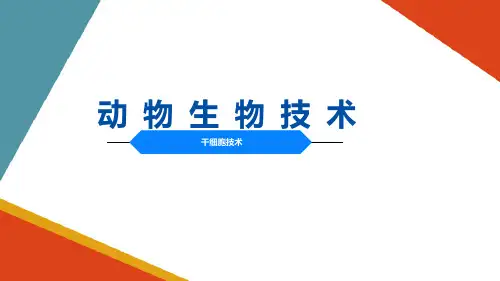 动物细胞工程—干细胞技术