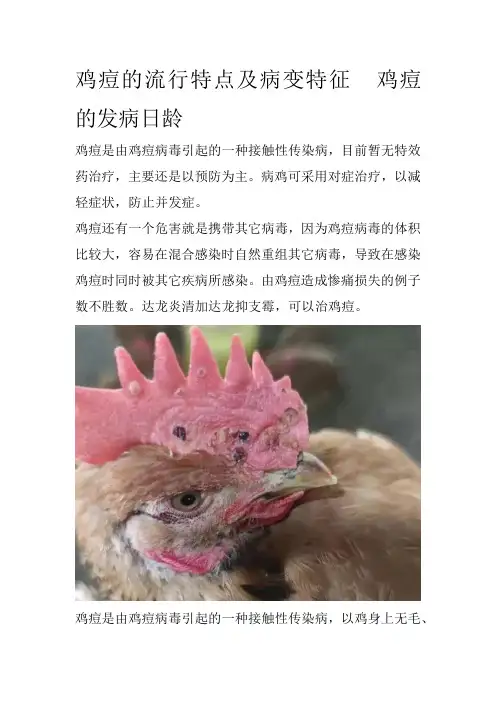 鸡痘的流行特点及病变特征  鸡痘的发病日龄