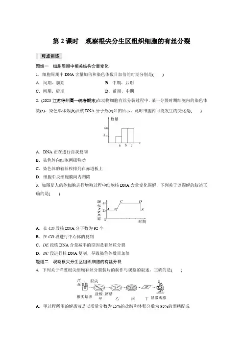 高中生物必修一 同步讲义第6章 第1节 第2课时 观察根尖分生区组织细胞的有丝分裂