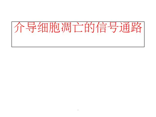 细胞凋亡的信号通路ppt课件