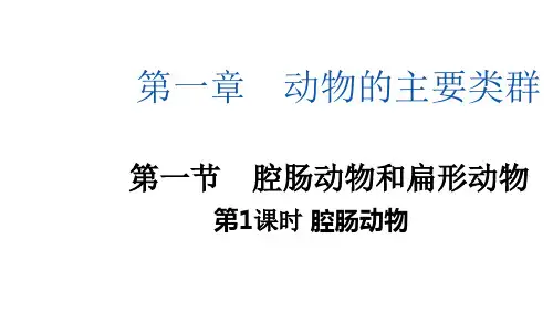 第一节腔肠动物和扁形动物-腔肠动物课件2024-2025学年人教版生物八年级上册