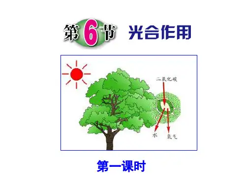 光合作用浙教版科学PPT(精选)课件