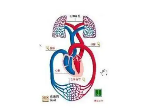 生物力学课程——血液流变 学
