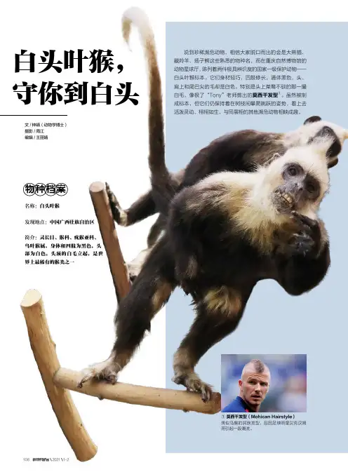 白头叶猴,守你到白头