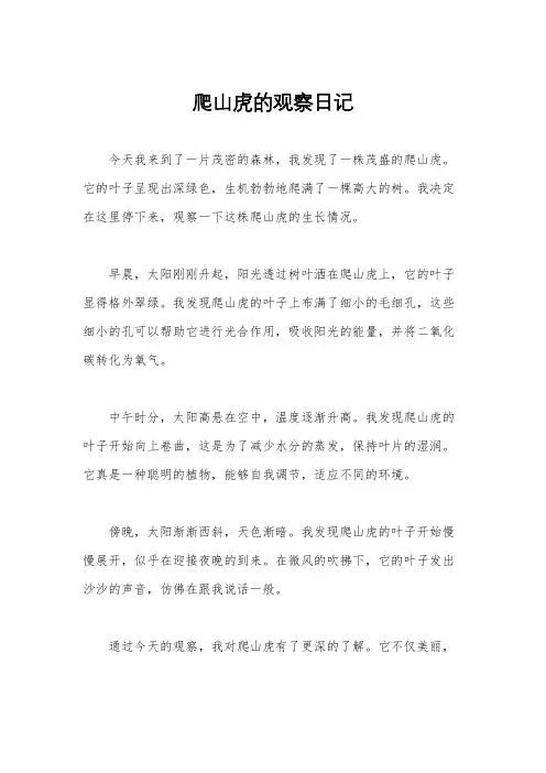 爬山虎的观察日记