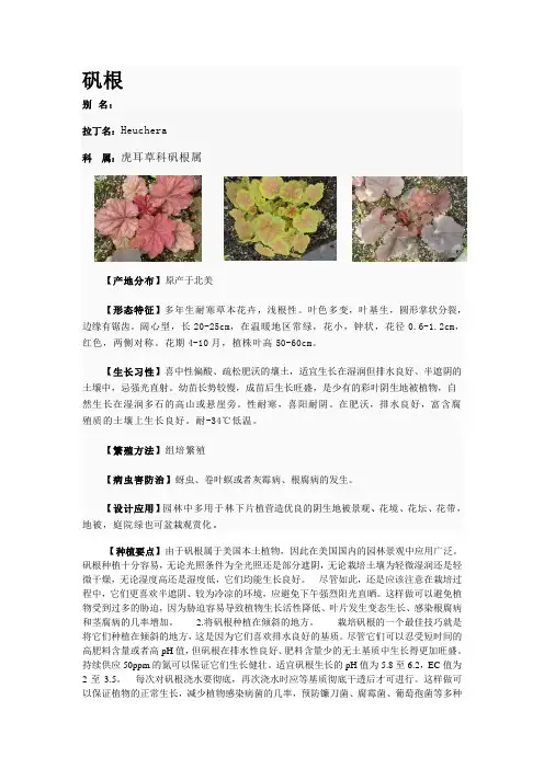 矾根
