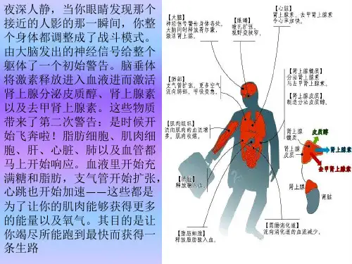 3.1 激素与内分泌系统 课件 【新教材】人教版(2019)高中生物选择性必修一(共20张PPT)
