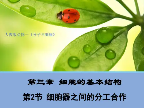 2019版新教材高中生物必修一3.2 细胞器之间的分工合作(27张PPT)
