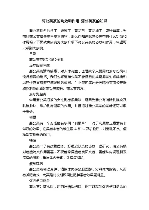 蒲公英茶的功效和作用_蒲公英茶的知识