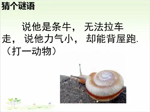 三年级上册科学-蜗牛l教科版-PPT课堂课件