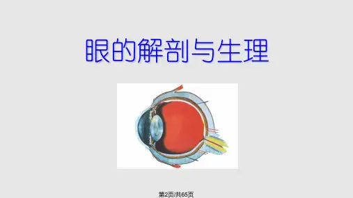 眼部解剖结构全解.pptx