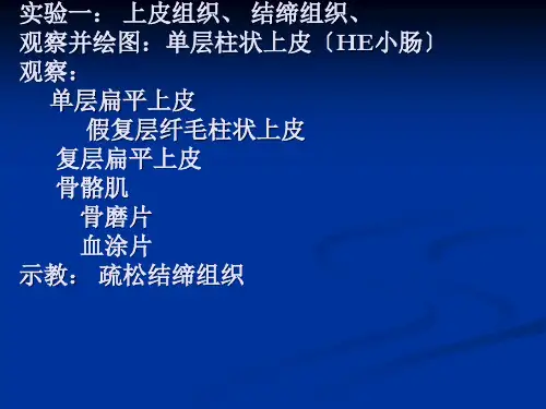 实验1-上皮组织