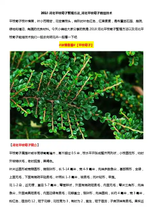 2018河北平枝荀子繁殖方法_河北平枝荀子栽培技术