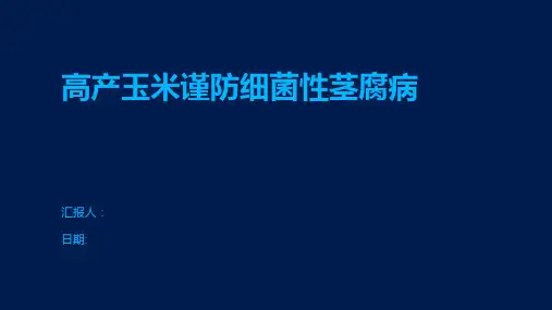 高产玉米谨防细菌性茎腐病
