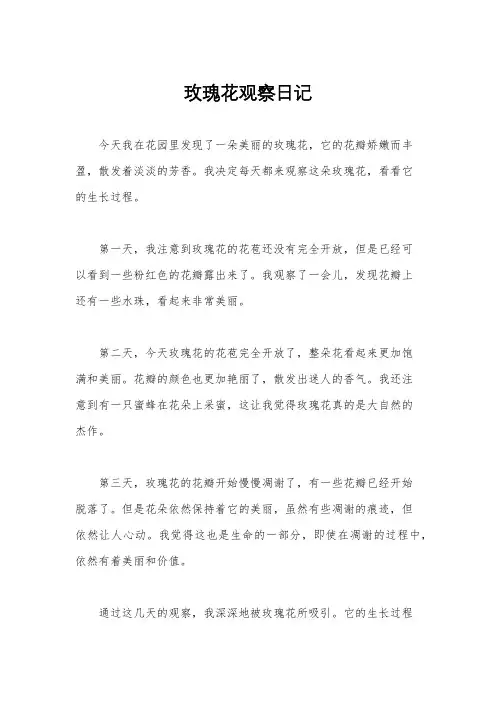 玫瑰花观察日记