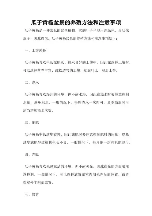 瓜子黄杨盆景的养殖方法和注意事项