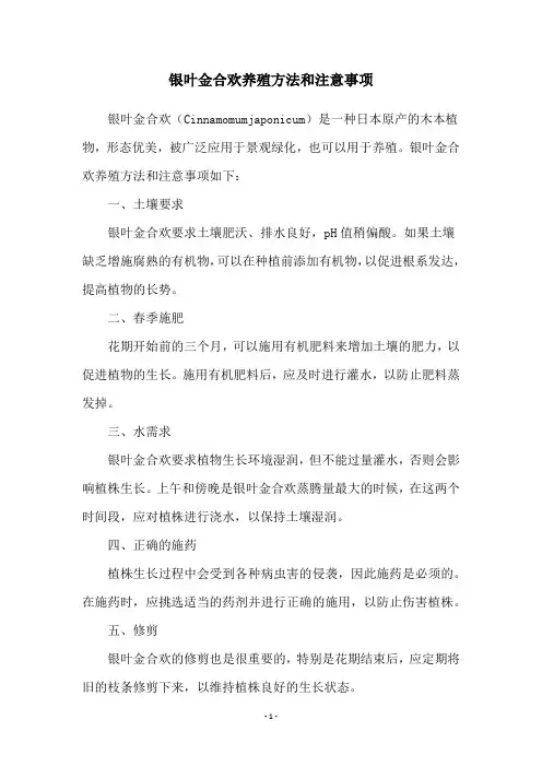 银叶金合欢养殖方法和注意事项
