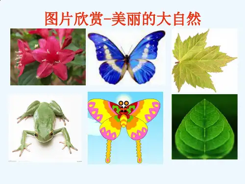 小学二年级轴对称图形课件